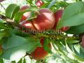 Персики на ветке