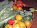 дары осени - помидоры, перец, цветная капуста, морковь и баклажаны