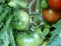 зеленые, красные и бурые помидоры на кусте