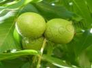 Зеленые грецкие орехи на дереве