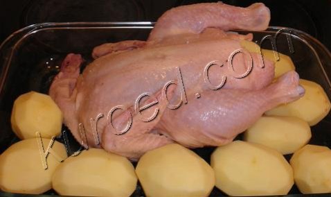 Курица запеченная с картошкой, пошаговое -  - курицу и картофель уложить в форму для запекания